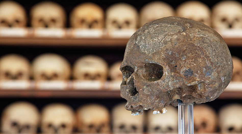 Museo de Historia Natural cráneo