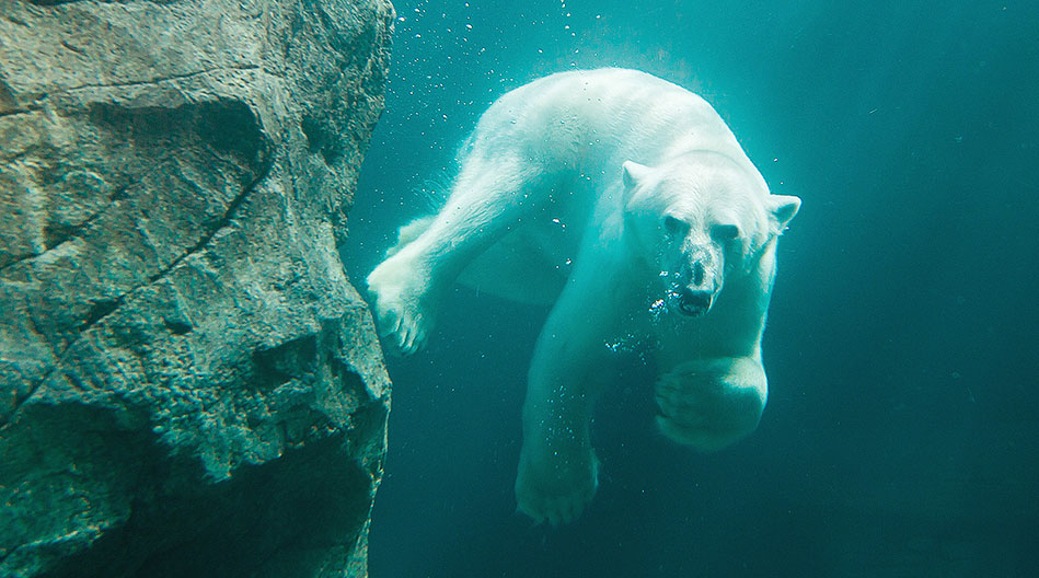 Oso polar jardín zoológico