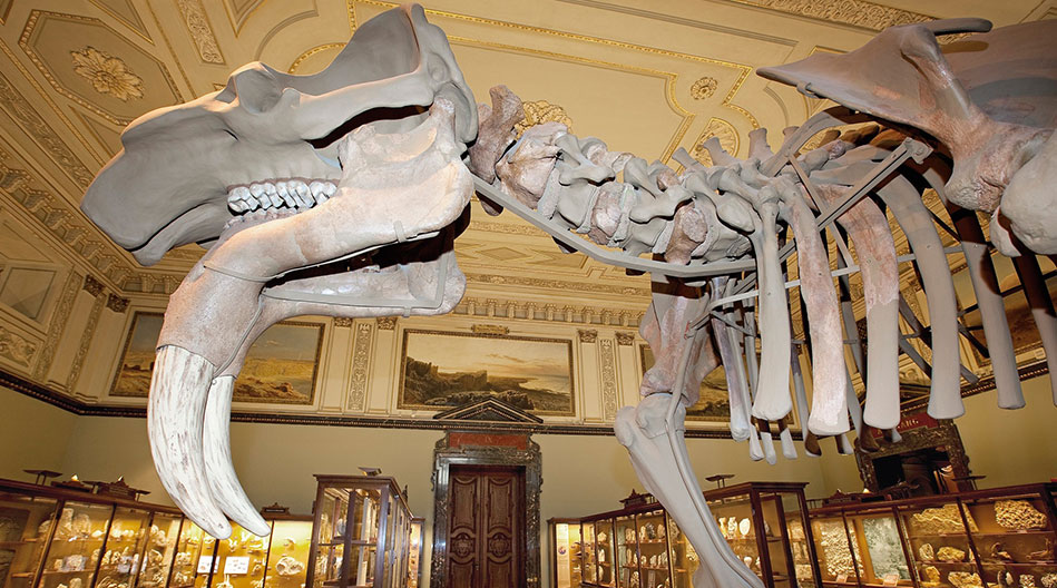 Museo de Historia Natural esqueleto