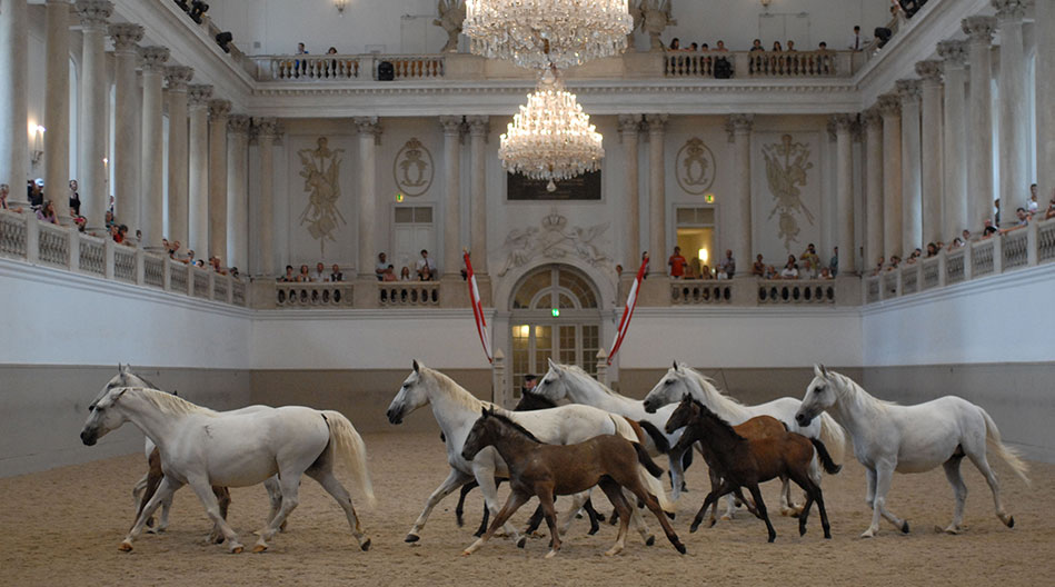 Spanish riding school Piber meets Vienna young foals