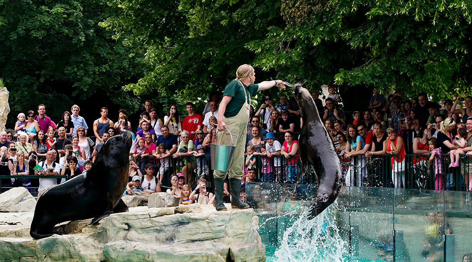 Sea lions feeding Zoo