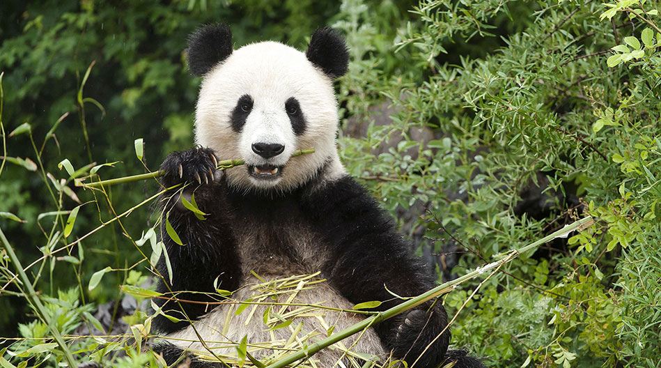 Panda jardín zoológico